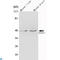 Ras Association Domain Family Member 1 antibody, LS-C814114, Lifespan Biosciences, Western Blot image 