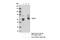 SRY-Box 10 antibody, 89356T, Cell Signaling Technology, Immunoprecipitation image 