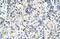 Solute Carrier Family 39 Member 5 antibody, PA5-42522, Invitrogen Antibodies, Immunohistochemistry frozen image 