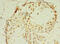 Geminin DNA Replication Inhibitor antibody, A59254-100, Epigentek, Immunohistochemistry paraffin image 