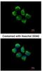 Sorting Nexin 12 antibody, NBP1-31051, Novus Biologicals, Immunofluorescence image 