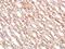 Protocadherin 10 antibody, orb158109, Biorbyt, Immunohistochemistry paraffin image 