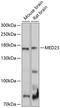 Mediator Complex Subunit 23 antibody, 13-476, ProSci, Western Blot image 