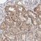 Zinc Finger And BTB Domain Containing 48 antibody, NBP1-81740, Novus Biologicals, Immunohistochemistry frozen image 