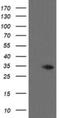 THAP Domain Containing 6 antibody, NBP2-46120, Novus Biologicals, Western Blot image 