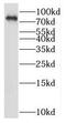 RING finger protein 219 antibody, FNab07352, FineTest, Western Blot image 