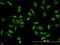 SH3 Domain Binding Protein 5 antibody, orb89748, Biorbyt, Immunofluorescence image 