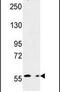 MICAL Like 2 antibody, PA5-24826, Invitrogen Antibodies, Western Blot image 