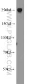 Eukaryotic Translation Initiation Factor 4 Gamma 1 antibody, 15704-1-AP, Proteintech Group, Western Blot image 