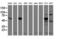Receptor Accessory Protein 2 antibody, M11618-1, Boster Biological Technology, Western Blot image 