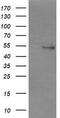 Non-POU Domain Containing Octamer Binding antibody, TA504776, Origene, Western Blot image 