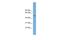 WD Repeat, Sterile Alpha Motif And U-Box Domain Containing 1 antibody, A17427, Boster Biological Technology, Western Blot image 