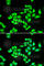 TPD52 Like 1 antibody, A6420, ABclonal Technology, Immunofluorescence image 