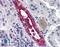 Aquaporin 2 antibody, LS-B1822, Lifespan Biosciences, Immunohistochemistry frozen image 