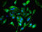 Mitochondrial Ribosomal Protein L19 antibody, CSB-PA014826EA01HU, Cusabio, Immunofluorescence image 