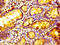 Aly/REF Export Factor antibody, LS-C671690, Lifespan Biosciences, Immunohistochemistry paraffin image 