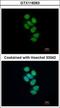 Survival Motor Neuron Domain Containing 1 antibody, GTX118263, GeneTex, Immunocytochemistry image 