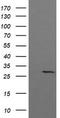 Kallikrein Related Peptidase 8 antibody, LS-C174698, Lifespan Biosciences, Western Blot image 