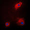 Glycogen Synthase Kinase 3 Alpha antibody, GTX32191, GeneTex, Immunocytochemistry image 