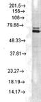 Heat Shock Protein Family A (Hsp70) Member 1A antibody, orb67353, Biorbyt, Western Blot image 
