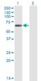 Lipase G, Endothelial Type antibody, H00009388-M01, Novus Biologicals, Western Blot image 