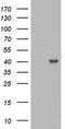 Histone deacetylase 11 antibody, LS-C790275, Lifespan Biosciences, Western Blot image 