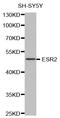 Estrogen Receptor 2 antibody, abx126902, Abbexa, Western Blot image 