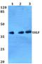 Kruppel Like Factor 1 antibody, A02450, Boster Biological Technology, Western Blot image 