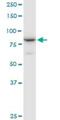 Nuclear Cap Binding Protein Subunit 1 antibody, H00004686-B01P, Novus Biologicals, Western Blot image 