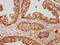 Annexin A5 antibody, CSB-PA001846YA01HU, Cusabio, Immunohistochemistry paraffin image 