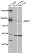 Aryl Hydrocarbon Receptor Nuclear Translocator antibody, LS-C749686, Lifespan Biosciences, Western Blot image 