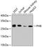 Prohibitin antibody, 13-904, ProSci, Western Blot image 