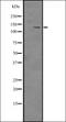 Integrin Subunit Alpha 10 antibody, orb335349, Biorbyt, Western Blot image 