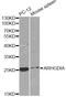 Rho GDP Dissociation Inhibitor Alpha antibody, LS-C748518, Lifespan Biosciences, Western Blot image 