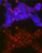 Nuclear Factor Of Activated T Cells 2 antibody, GTX33354, GeneTex, Immunofluorescence image 