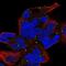 Zinc Finger Protein 530 antibody, NBP2-13580, Novus Biologicals, Immunocytochemistry image 