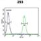 Roundabout Guidance Receptor 4 antibody, abx032411, Abbexa, Western Blot image 