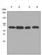 KH RNA Binding Domain Containing, Signal Transduction Associated 1 antibody, ab109197, Abcam, Western Blot image 