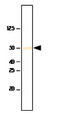 SET Domain Containing 7, Histone Lysine Methyltransferase antibody, LS-B2921, Lifespan Biosciences, Western Blot image 