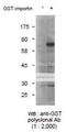 Pgds antibody, 60-021, BioAcademia Inc, Western Blot image 