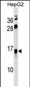 Resistin Like Beta antibody, PA5-72118, Invitrogen Antibodies, Western Blot image 