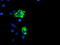 Protein Phosphatase 1 Regulatory Subunit 15A antibody, LS-C173753, Lifespan Biosciences, Immunofluorescence image 