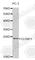 Claudin 11 antibody, A2593, ABclonal Technology, Western Blot image 