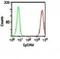 Cytokeratin antibody, orb389029, Biorbyt, Flow Cytometry image 