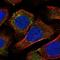 110 kDa protein antibody, NBP1-92310, Novus Biologicals, Immunofluorescence image 