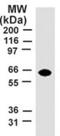 TNF receptor-associated factor 5 antibody, GTX12123, GeneTex, Western Blot image 