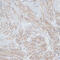 Tropomyosin 1 antibody, 14-051, ProSci, Immunohistochemistry frozen image 