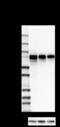 Adhesion Molecule With Ig Like Domain 1 antibody, 822103, BioLegend, Western Blot image 