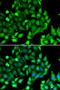 Signal Transducer And Activator Of Transcription 4 antibody, LS-C346178, Lifespan Biosciences, Immunofluorescence image 