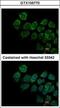 Interferon Alpha And Beta Receptor Subunit 2 antibody, GTX105770, GeneTex, Immunofluorescence image 